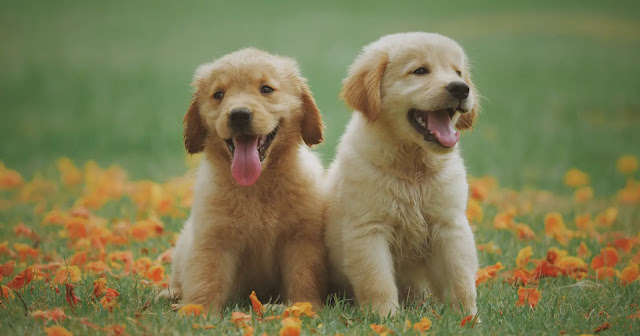 À quel âge se calme un golden retriever