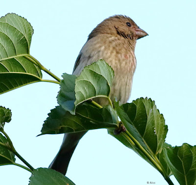 "Common Rosefinch - female,perched on mulberry tree."