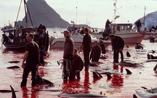 Brutality as a Ceremonial Act 
disturbing images