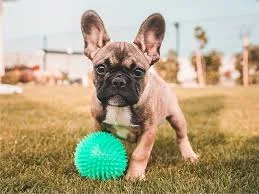 The Best Health Insurance Options for French Bulldogs