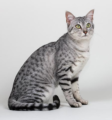 Egyptian Mau Cat