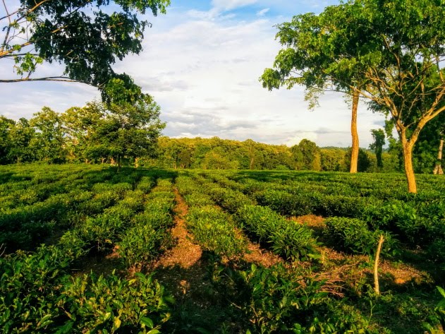 Tea Gardens of Mishing tribe located by the Kaziranga forest, Assam