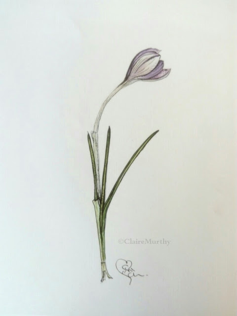 Botanical watercolour and ink study of a crocus bud. Watercolour painting blog post February.