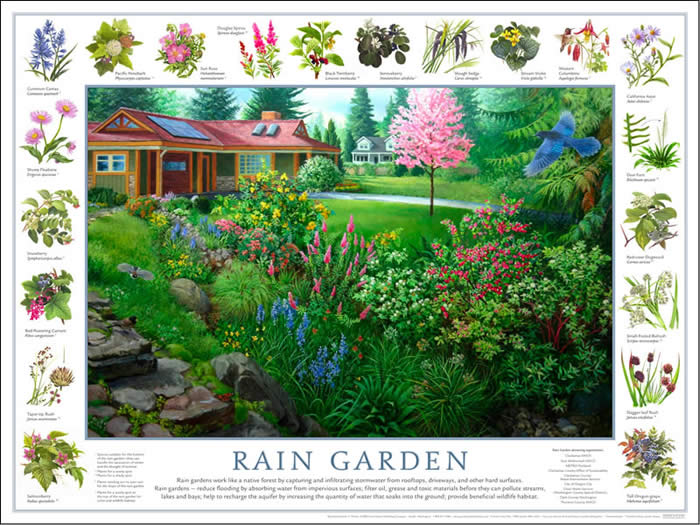 Genos Garden Design & Coaching | : The Great Rain Garden Adventure