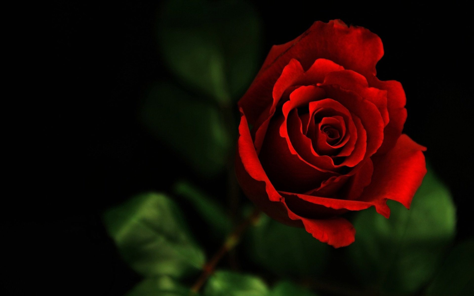 Wallpaper Red Rose Wallpapers