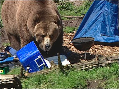 bear eating cooler