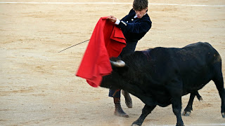 Toros para fondo de pantalla 1920x1080,fondos de pantalla de toros bravos,fondos de pantalla de caballos