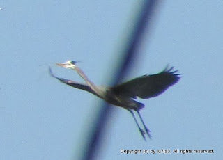 Great Blue Herons and Chicks