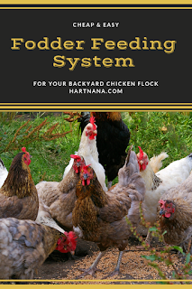 Finally a cheap easy way to feed backyard chickens nutritionally. Works great for small flocks. #hartnana #fodderfeedingsystemforbackyardchickens #chickenfood