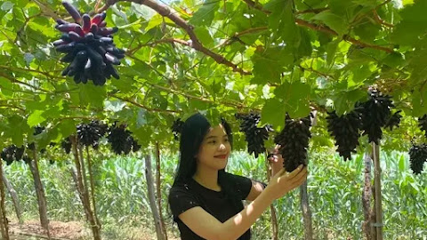 Ninh Thuận - Vùng đất khát và hương vị đặc biệt của Nho ngón tay đen