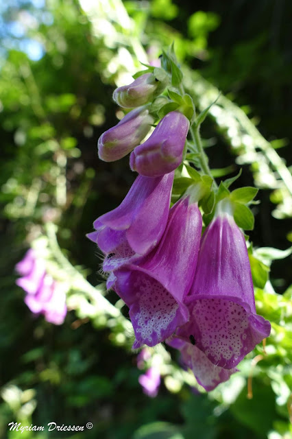 digitalis purpurea