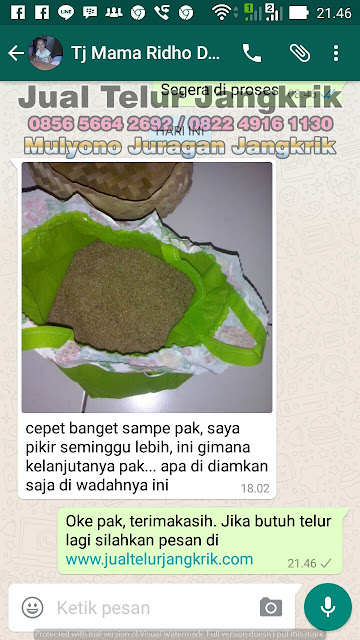 Part 5 Testimoni Jualtelurjangkrik.com Silahkan Beli Telur Jangkrik Disini