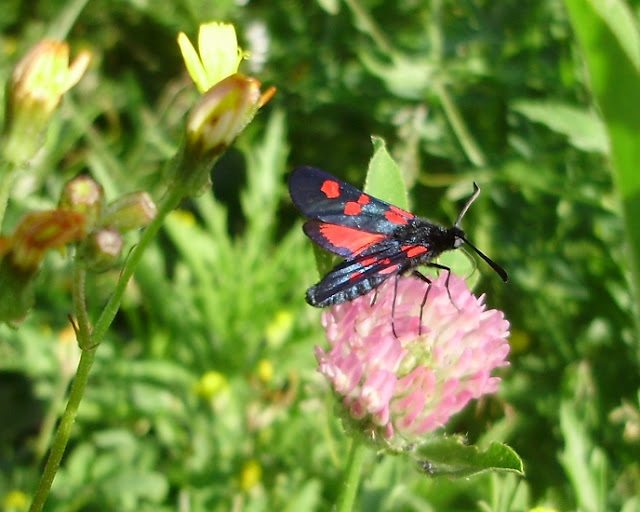 Las alas traseras de la Zygaena trifolii, otro mecanismo de defensa