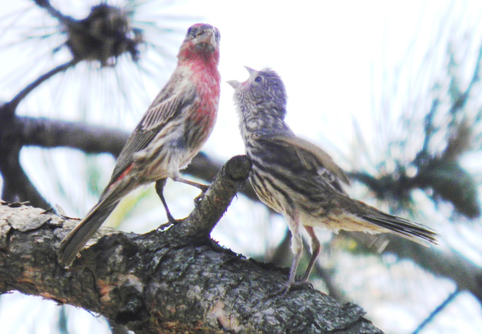 Wild Birds Unlimited Effects Of Backyard Bird Feeding