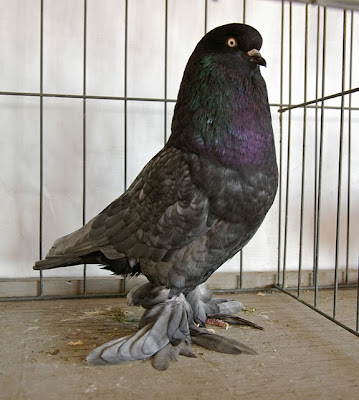 West of England Tumbler Pigeon