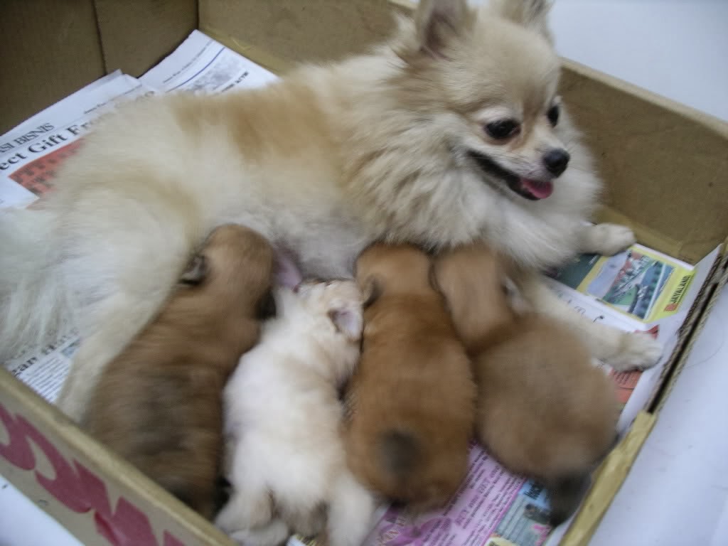 gunggung KOLEKSI GAMBAR  ANJING  YANG LUCU 