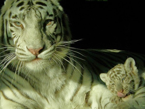 30 Hasil Foto Macan Yang Imut dan Gambar Harimau Putih 