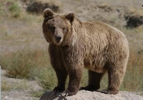 dieta del oso pardo Ursus arctos