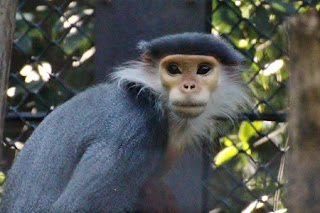 Douc Langur