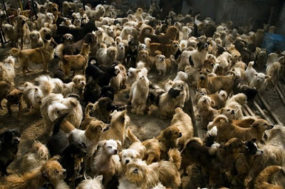 Chinese Woman Adopts 1500 Dogs, 200 Cats Seen On  www.coolpicturegallery.us