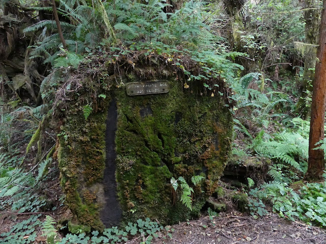 tree cross section with a sign on it