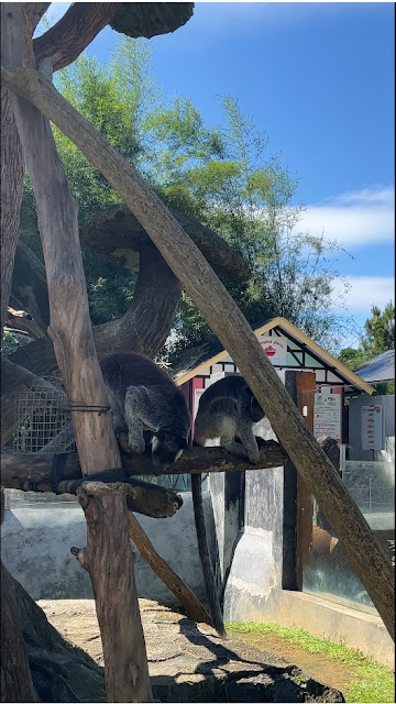 lembang park and zoo kebun binatang bandung kangguru