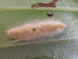 Larva yang terinfeksi beauveira bassianan