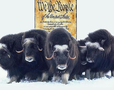 Constitutional Stampede