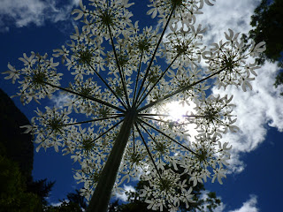 Angelica archangelica