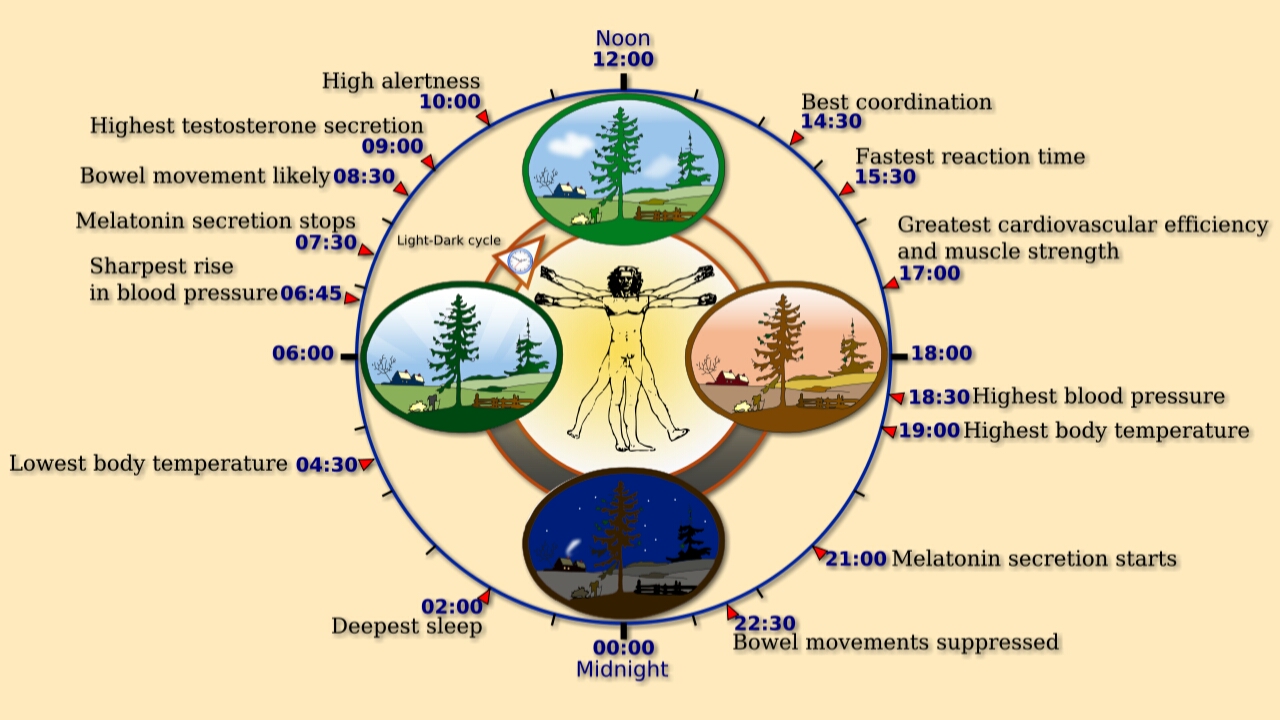 Human sleeping cycle blue light effect