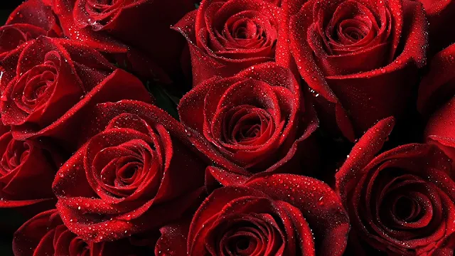 Beautiful Red Roses Wallpaper