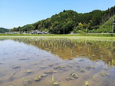 田植え後