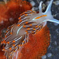 Top view of a translucent white sea slug sitting atop a round patch of bright orange bryozoan encrusting a dark gray rock.