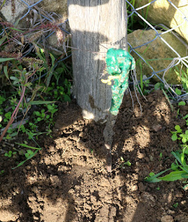 One of the new vines, planted out