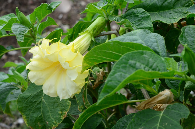 Datura