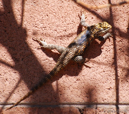 16. spiny fellow-kab