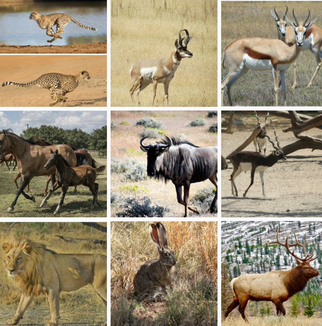 10 fastest land animals.
