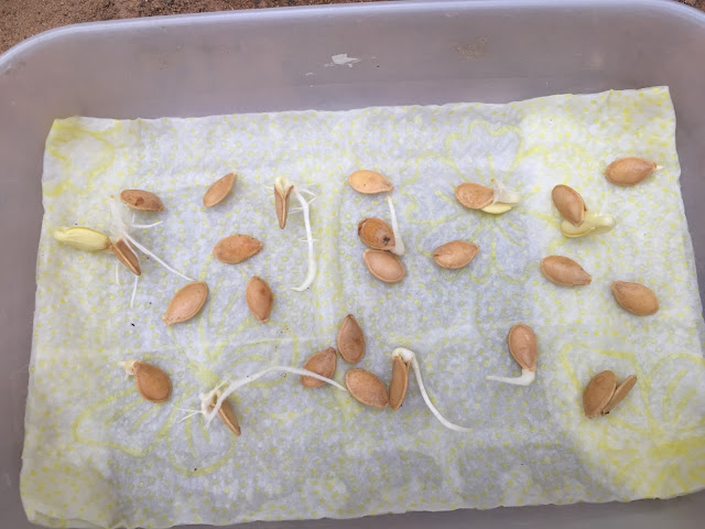 Pre sprouting courgeete seeds is the easiest way to make sure you plant viable seeds and get a jump on the growing season. It often results in a higher rate of germination since few seeds are lost to environmental factors.