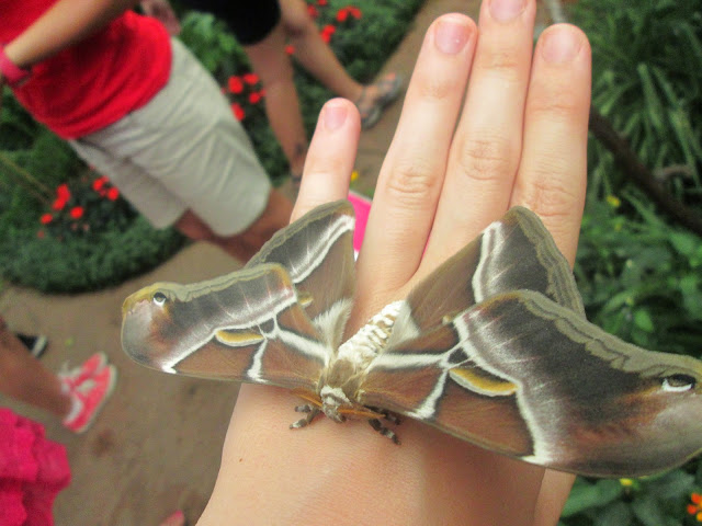 Mariposario de Benalmadena (Motylarnia)