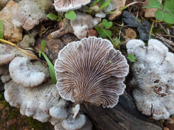 Split Gill Mushroom Spawn in Mawkyrwat | Mushroom spawn supplier | Mushroom spawn in Mawkyrwat