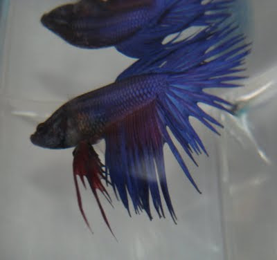 betta