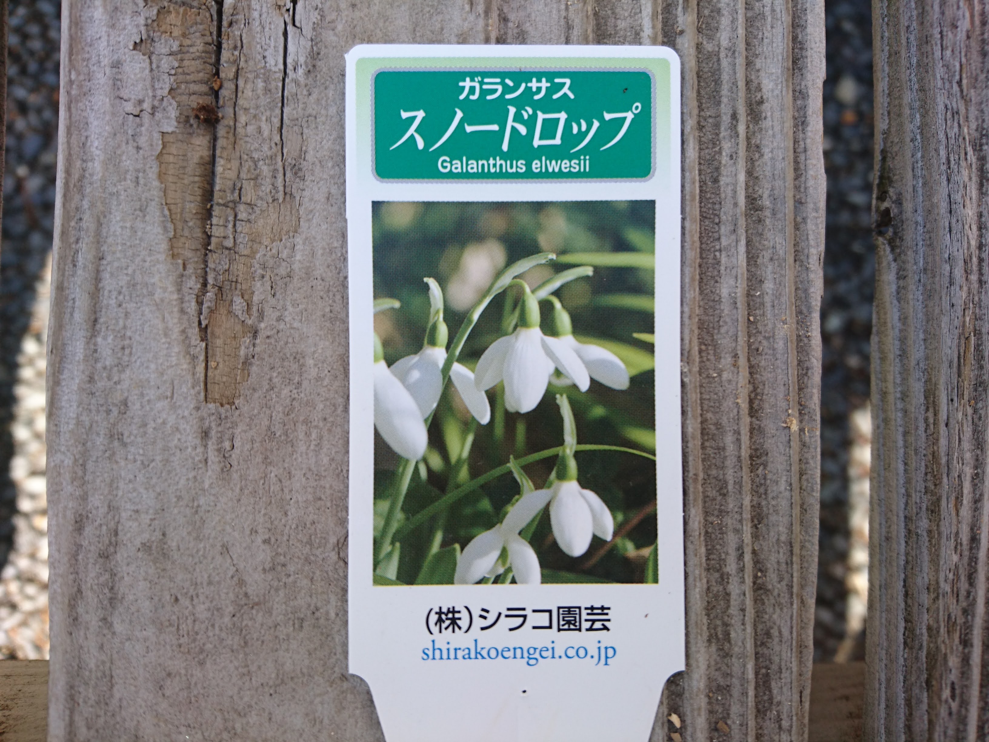 スノードロップの育て方 早春に小さな白い花が1輪 可憐に咲く メダカの大工