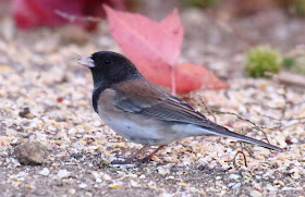 Male Oregon Junco