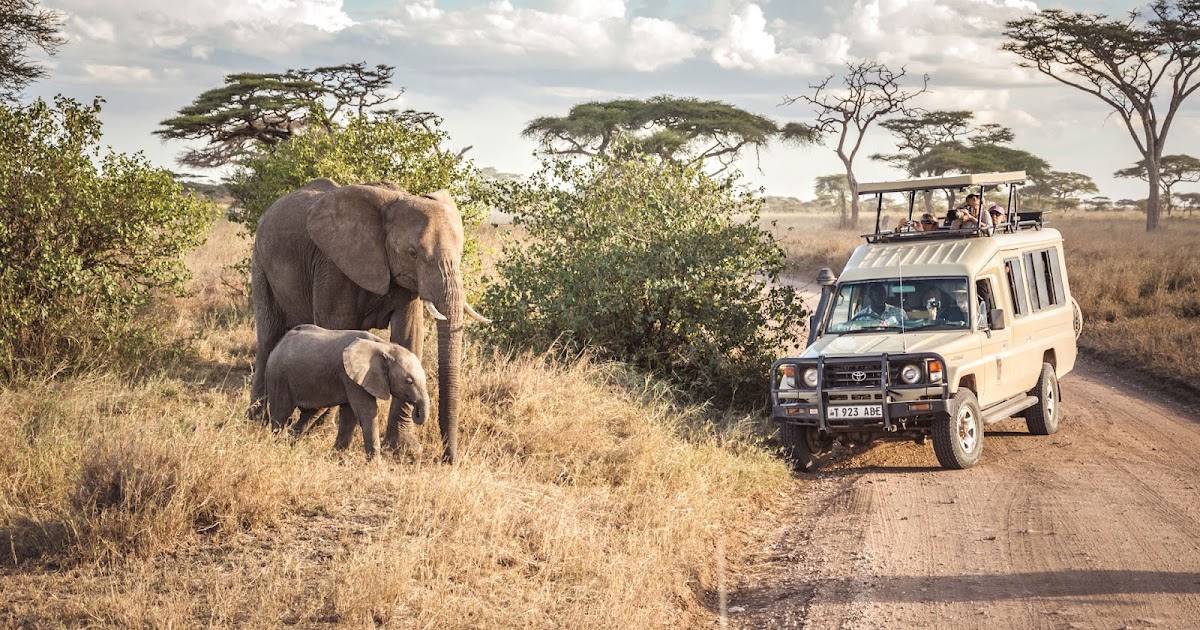 Go Online To Find The Best Serengeti National Park Safari Tours