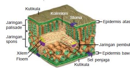  Struktur  dan  Fungsi Organ Epidermis Mesofil dan  Jaringan 