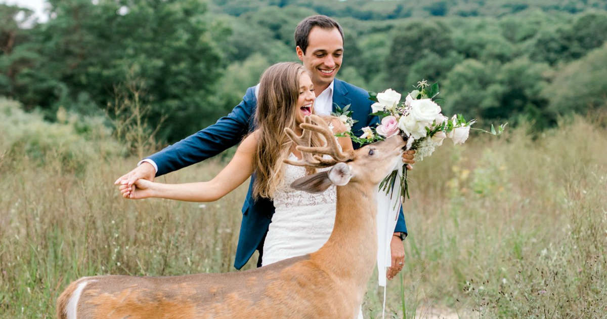 Wild Deer Crashed Wedding Photoshoot To Eat The Bride’s Bouquet