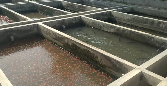 Cara Membuat Kolam Lele Dari Beton, Panduan Untuk Pemula