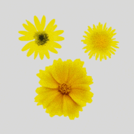 Beautiful Flowers Gifs For Text