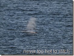 whale spout 3