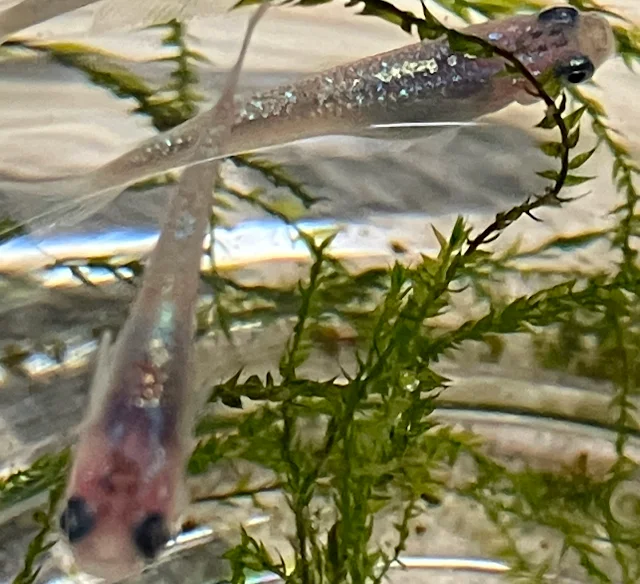 ラズリーメダカ 稚魚 ２５２日目